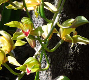 Orchidee