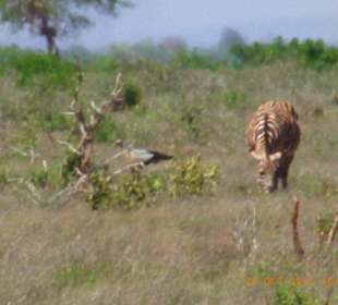 Tsavo West / - Ost / Amboselli