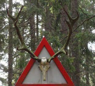 Verkehrsschild im Wald