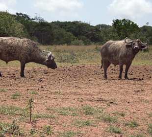 Tiere im Park