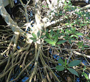 Blick auf die Mangroven