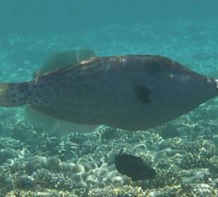 Schrift-Feilenfisch (1m)