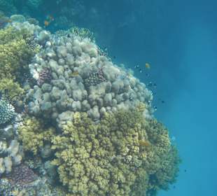 Schnorcheln Marsa Alam