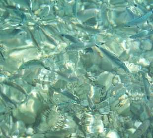 Fische füttern in Kalami