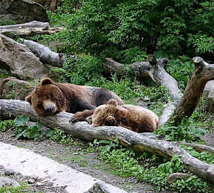 Grislybären  im Zoo Decin
