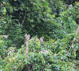 Affen bei der Kanutour