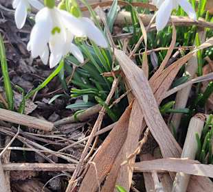 Die ersten Blüten...