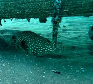 Schnorcheln Hurghada