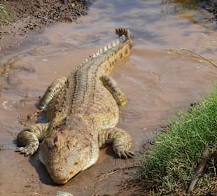 Krokodil kurz vor Parkeingang Tsavo East