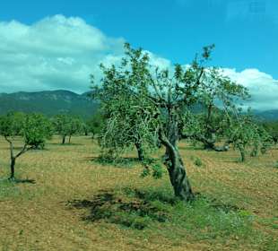 Wandern Serra de na Burguesa Palma