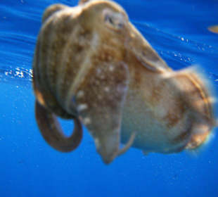 Ein lustiger Geselle