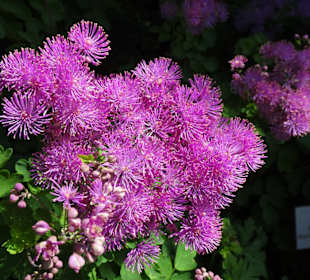 Eindrücke vom Rundgang durch den Berggarten