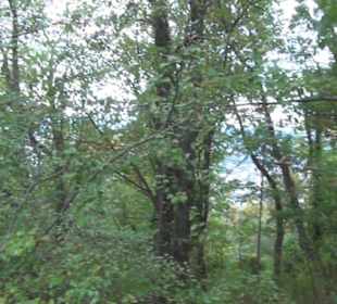 Wanderweg zur Achalm