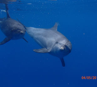 Delfinschwimmen Delfine & Meer