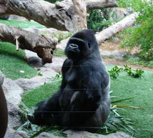 Gorilla