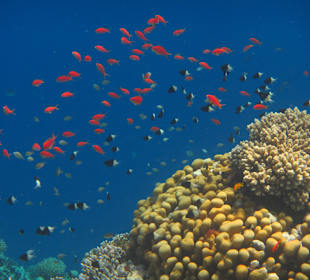 Schnorcheln beim Fort Arabesque