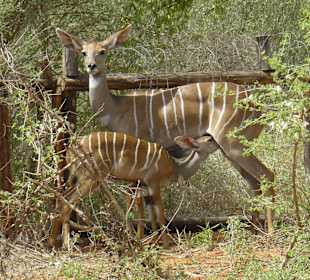 Kleiner Kudu