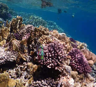 Red Sea