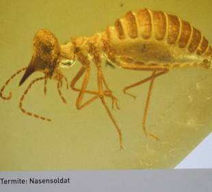 Ein größeres Tierchen