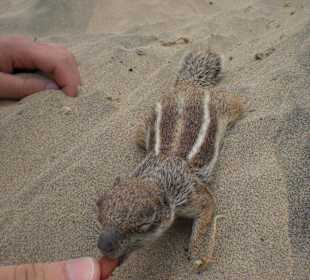 Handzahme Streifenhörnchen