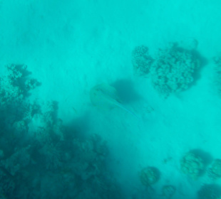 Blaupunktrochen auf der Flucht