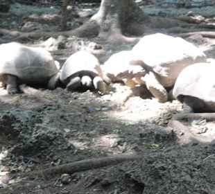 Meeresschildkröten-Aquarium 