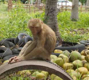Hab ich heut schon genug geerntet ?