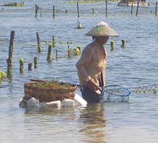 Algenfischer am Strand
