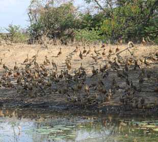 Vogelbeobachtungen