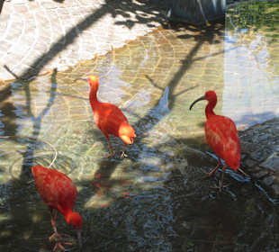 Vogelimpression
