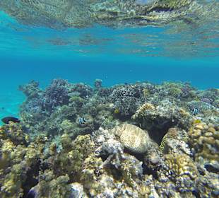 Korallenblock 30 m vom Strand enfernt