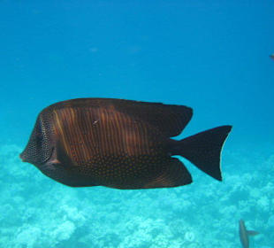 Unterwasser im Roten Meer
