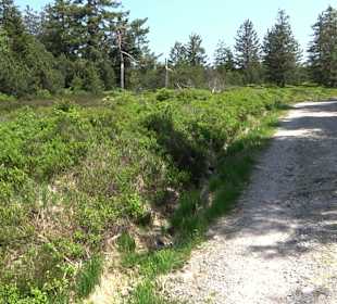 Wandergebiet Ruhestein