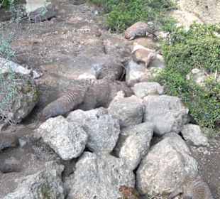 Südamerika Bereich - Zebramanguste