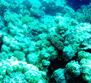 Delphin und Schnorcheln Hurghada-El Gouna