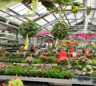 Riesige Auswahl an Blumen