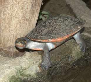 Schildkröte