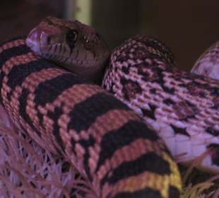 Rattlesnake Museum in Albuquerque