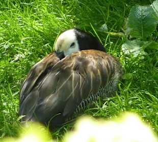 Witwenpfeifgans beim Schläfchen