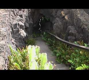 Kakteen so weit man sehen kann