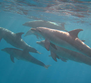 Schwimmen mit Delphinen