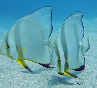 Rundkopf-Fledermausfisch