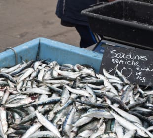 Fischmarkt im Hafen