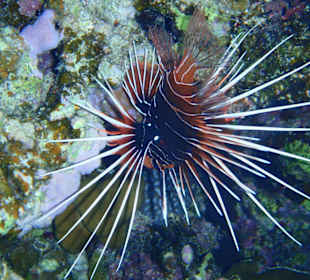 Šnorchlování na domovském útesu