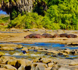 Flusspferde bei den Lugards Falls