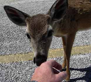 Sehr zutraulich, oder?