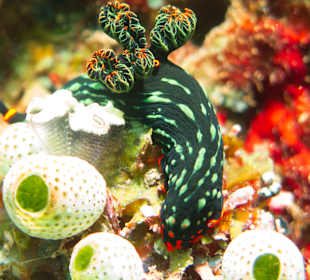 Schönheit auch unter Wasser. Foto: Jörg N.