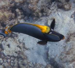 Schnorcheln Brayka Bay Marsa Alam