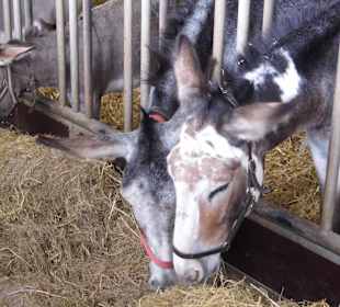 Eselpark-Impressionen