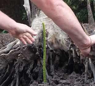 Wir pflanzen eine Mangrove